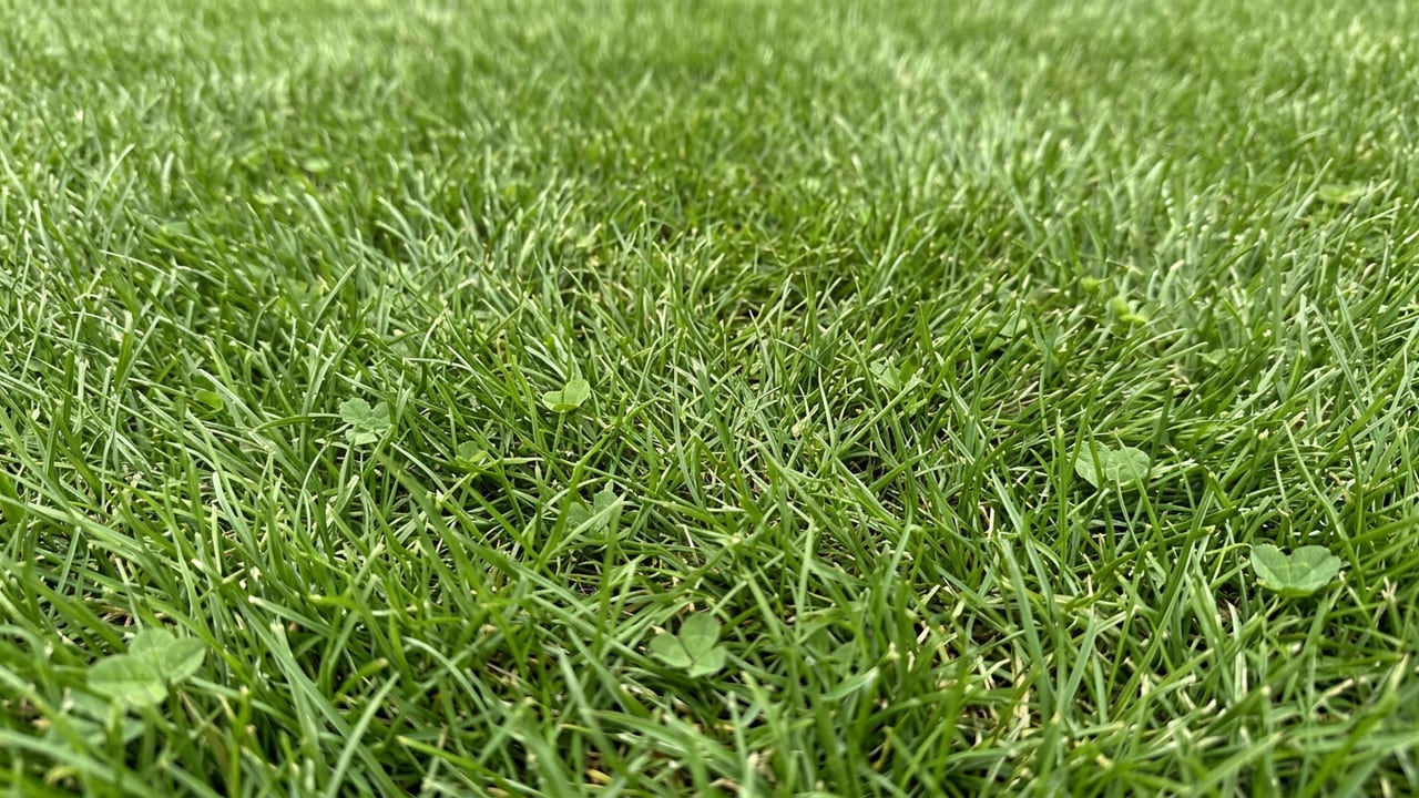 The same patch of lawn perfectly clean after a United Pooper Scoopers visit