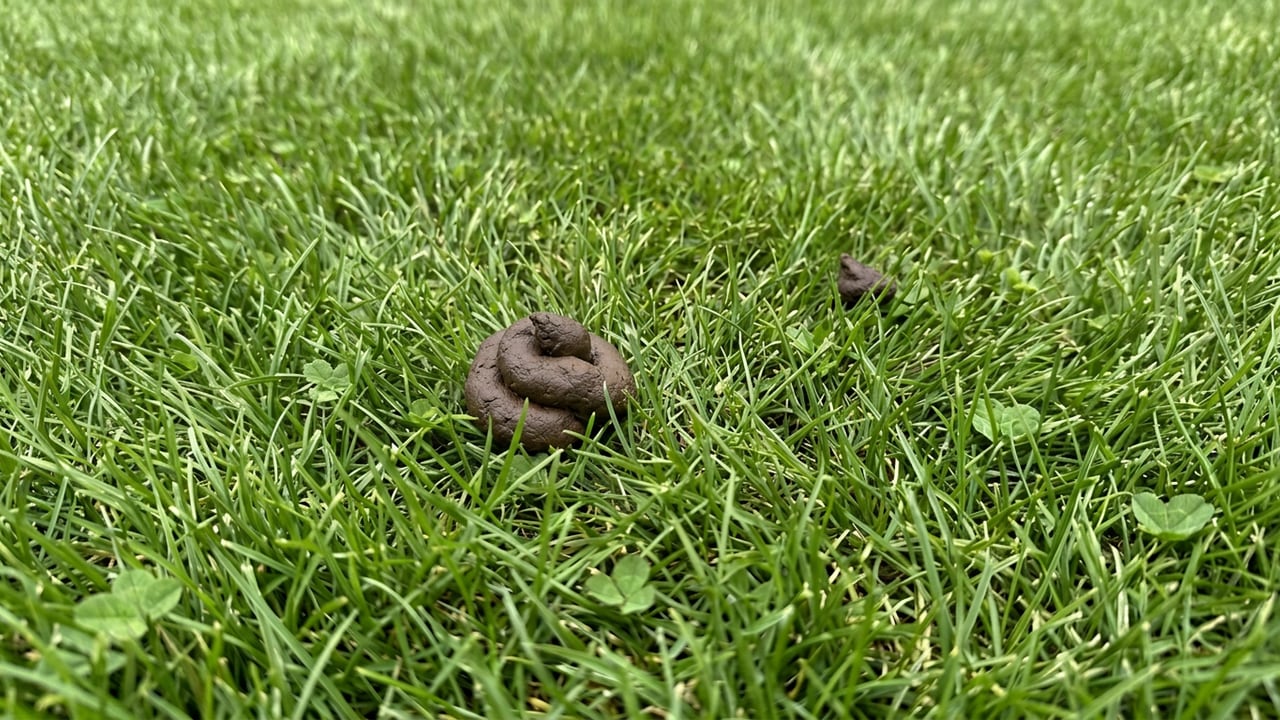 Close-up of a lawn with a pile of dog waste in the grass before pickup